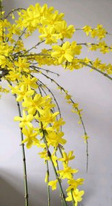迎春什么时候开花 春天迎春花何时绽放