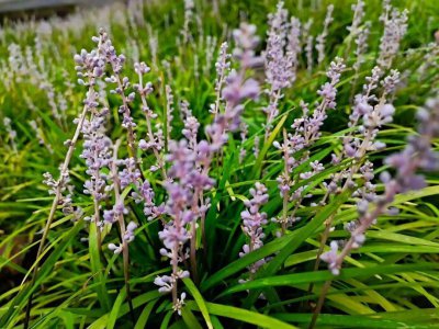 麦冬开花吗 麦冬会开花吗？
