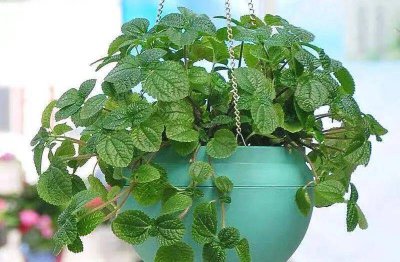 （X-D）草开花吗 毒草会开花吗？