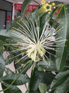 招财树开花吗 招财树是否会开花？