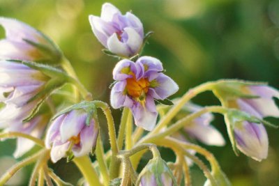 土豆什么时候开花 土豆何时绽放花朵？