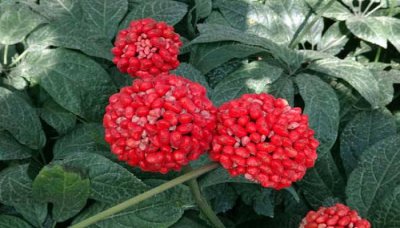 三七什么时候开花 三七何时开花？