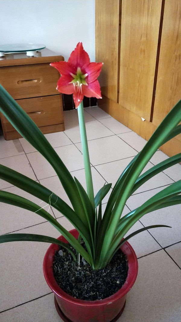 对对红什么时候开花