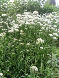 韭菜花什么时候开花 韭菜何时会开花？
