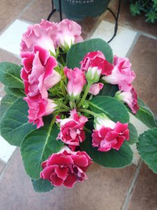大岩桐什么时候开花 大岩桐何时开花？

大岩桐花期何时？