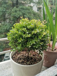 赤楠开花吗 赤榴花开了吗？