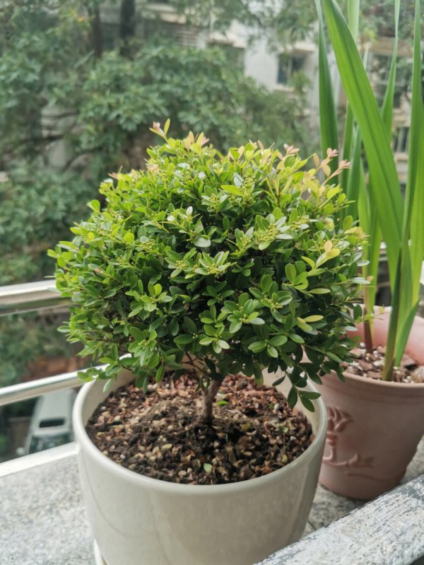 赤楠开花吗