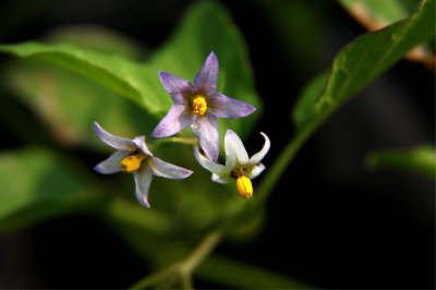 龙葵什么时候开花 龙葵何时绽放花朵？