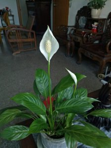 万年青什么时候开花 万年青何时会绽放花朵