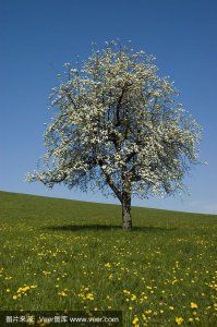 苹果树开花吗 苹果树花开吗？