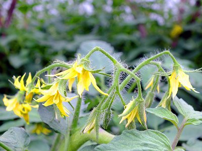 西红柿什么时候开花 番茄是什么时候开花？