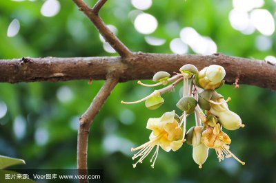 榴莲什么时候开花一般在几月份开花