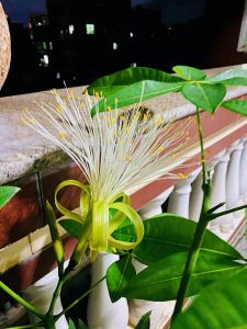 发财树什么时候开花 发财树何时会开花？