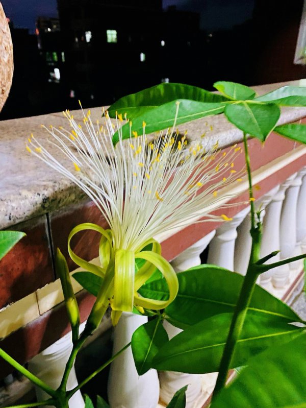 发财树什么时候开花