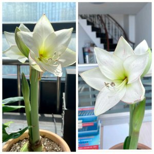 大头兰什么时候开花 大头兰开花的时间
大头兰何时会绽放
