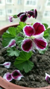 蝴蝶梅什么时候开花 蝴蝶梅何时盛放、蝴蝶梅花开时间