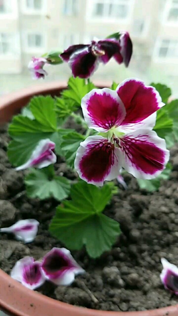 蝴蝶梅什么时候开花