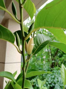 白兰什么时候开花 白兰兰花开的时间是什么时候？