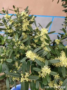 黄杨什么时候开花 黄杨花期是什么时候？