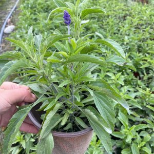 鼠尾草什么时候开花 鼠尾草何时会开花？