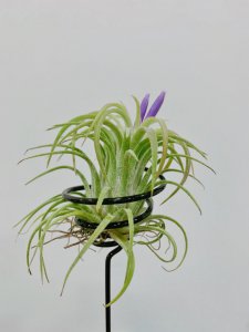 空气凤梨什么时候开花 空气凤梨何时开花？