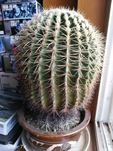 金虎开花吗 金虎是否会开花＂ -> ＂金虎是否开花