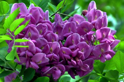 国槐什么时候开花 国槐花开时间是什么时候？