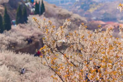青岛樱花什么时候开花 青岛?；ê问闭婪?