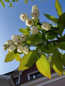 蓝莓树什么时候开花 蓝莓树开花时间、蓝莓树何时盛开