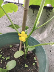 黄瓜什么时候开花 黄瓜何时会开花？