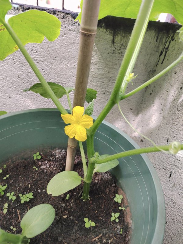 黄瓜什么时候开花