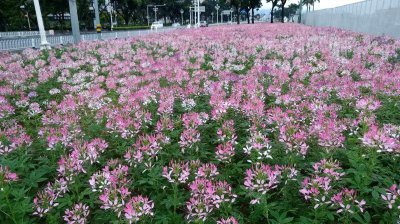 醉蝶花什么时候开花 蝶恋花何时开放？