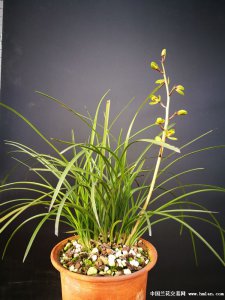 惠兰什么时候开花 惠兰何时绽放