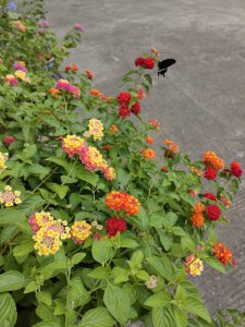 五色梅什么时候开花 五色梅何时绽放花朵？