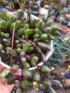 紫玄月什么时候开花 紫玄月何时开放花朵