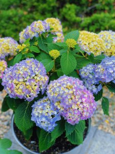 无尽夏什么时候开花 无尽夏何时绽放花朵