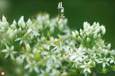韭菜什么时候开花在什么季节开花 韭菜开花季节是什么时候？