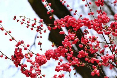 红梅什么时候开花 红梅何时开花
红梅何时绽放