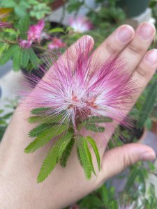 合欢什么时候开花 合欢花何时开放、合欢花的开花时间
