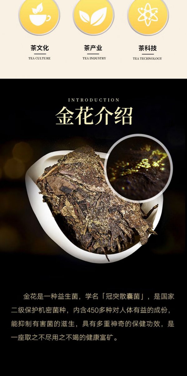 金花茶什么时候开花