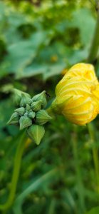 丝瓜什么时候开花 丝瓜何时会开花？