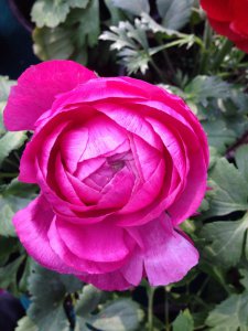 花毛茛什么时候开花 花毛茛何时盛放、花毛茛何时怒放