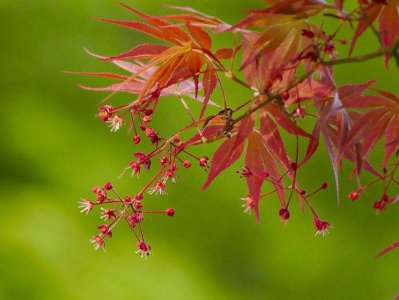 枫树什么时候开花 枫树何时会绽放花朵？