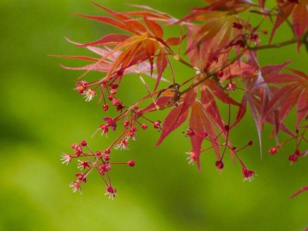 枫树什么时候开花