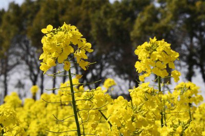 油菜什么时候开花 油菜何时绽放花朵