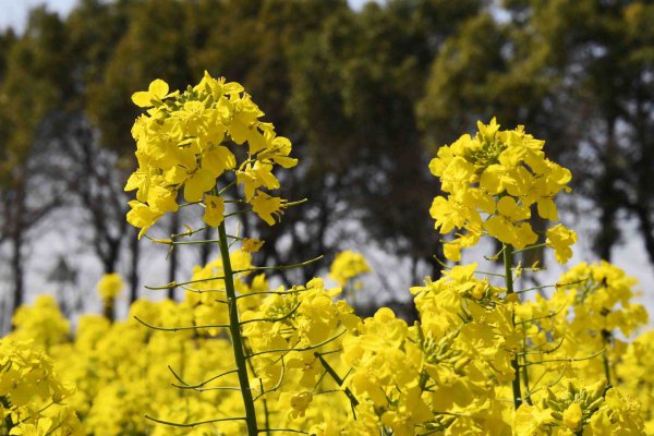 油菜什么时候开花