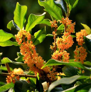 月桂什么时候开花 月桂花什么时候开放？