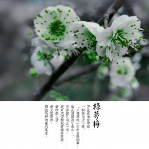 绿梅什么时候开花 绿梅何时开花？