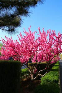 榆叶梅什么时候开花 榆叶梅花期是什么时候？