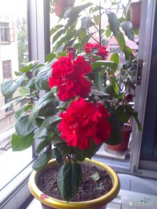 扶桑什么时候开花 什么时候会看到扶桑开花？